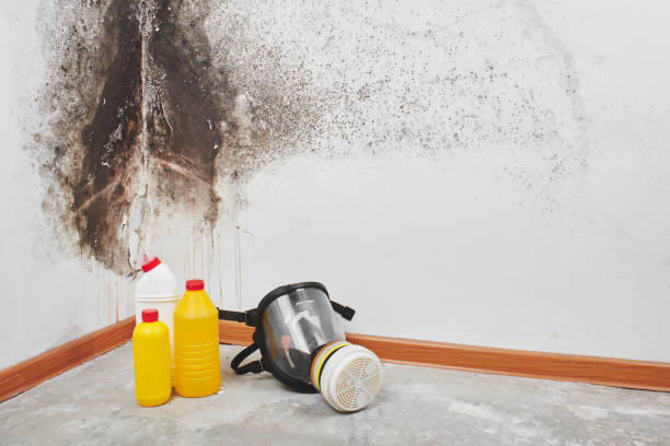Best Mold Removal Near Me  in Bergenfield, NJ