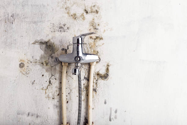 Best Mold Removal Near Me  in Bergenfield, NJ