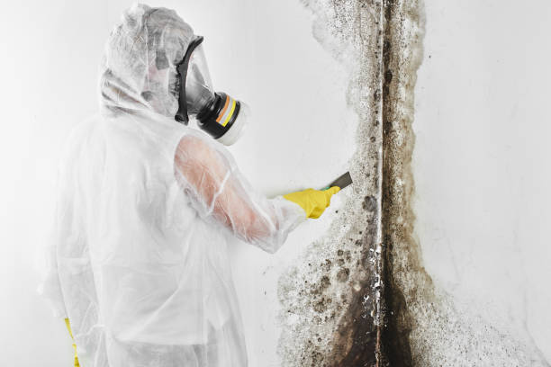  Bergenfield, NJ Mold Removal Pros