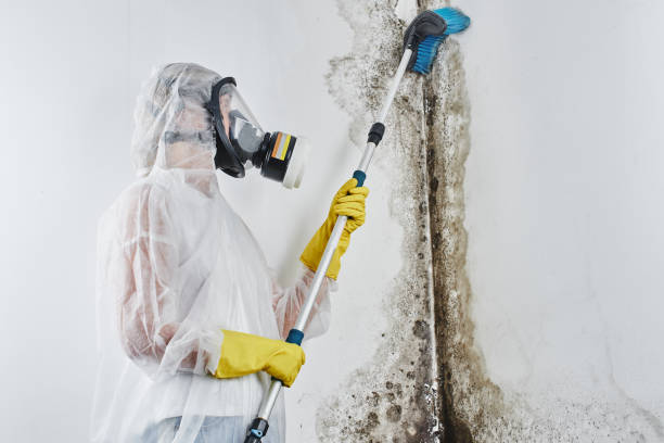 Best Home Mold Removal  in Bergenfield, NJ