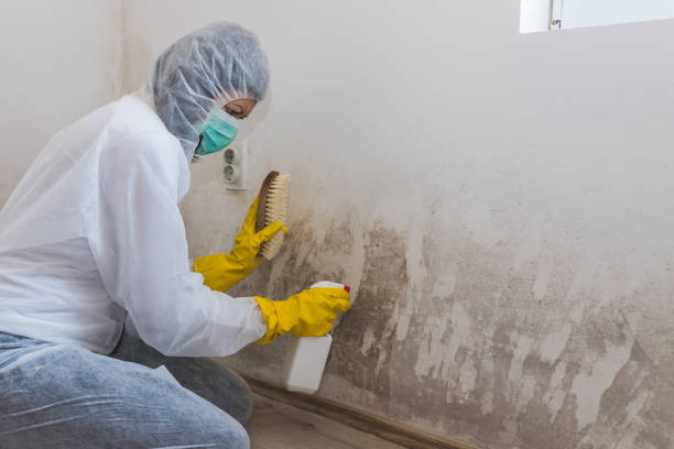 Best Fast Mold Removal  in Bergenfield, NJ