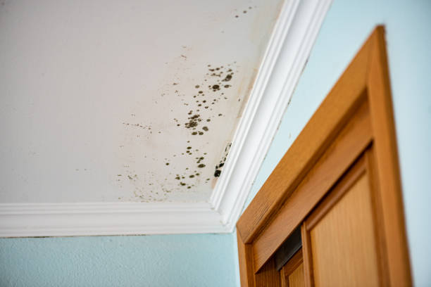 Bergenfield, NJ Mold Removal Company