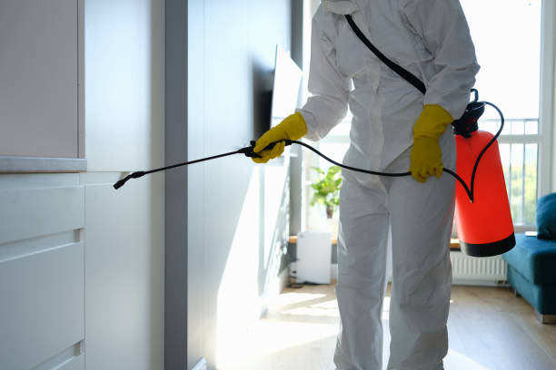Best Mold Remediation  in Bergenfield, NJ