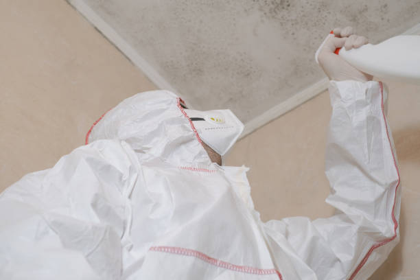Best Professional Mold Removal  in Bergenfield, NJ