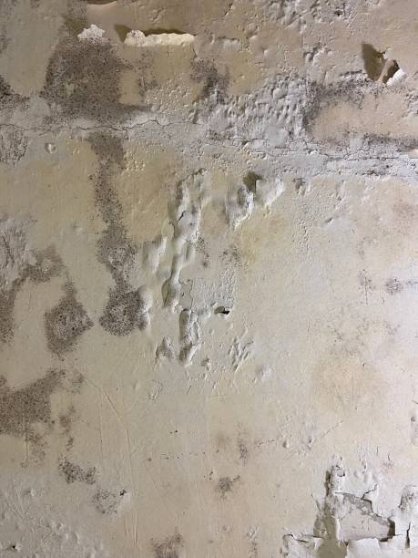 Best Mold Cleaning Services  in Bergenfield, NJ