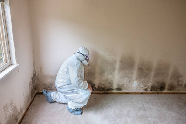 Best Best Mold Removal Companies  in Bergenfield, NJ