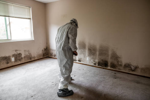 Best Commercial Mold Removal  in Bergenfield, NJ
