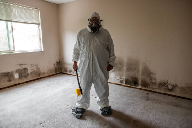 Best Fast Mold Removal  in Bergenfield, NJ