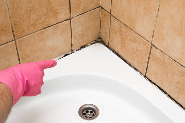Best Local Mold Removal Service  in Bergenfield, NJ